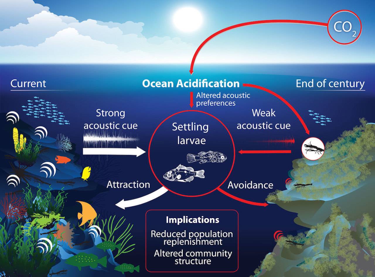 Ocean Acidification CO2